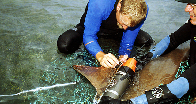 コモリザメ (原題: Nurse Sharks)の写真
