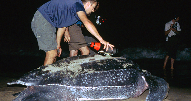 オサガメ (原題: Leatherback Turtles)の写真