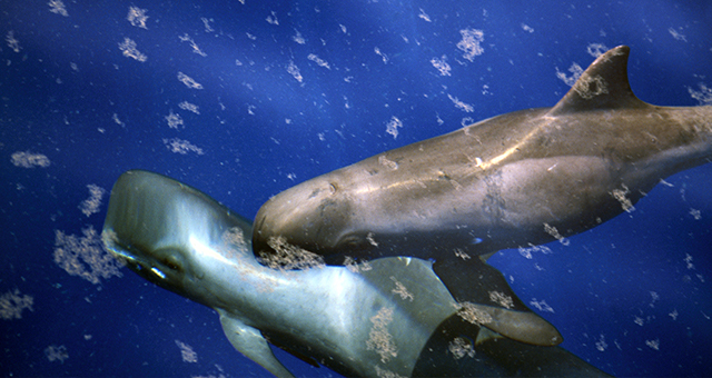 ゴンドウクジラ (原題: Pilot Whales)の写真