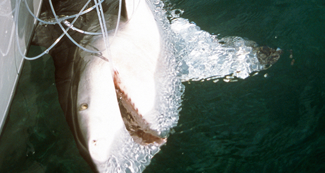 大ザメ (原題: Large Sharks)の写真