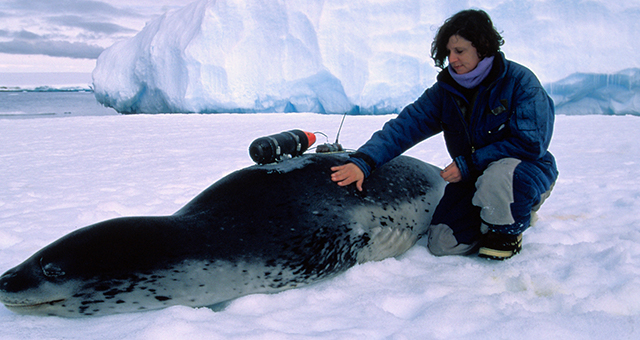 ヒョウアザラシ (原題: Leopard Seals)の写真
