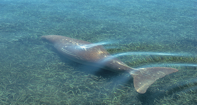 ジュゴン (原題: Dugongs)の写真