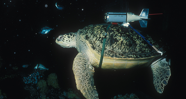 アカウミガメ／アオウミガメ (原題: Loggerhead and Green Turtles)の写真