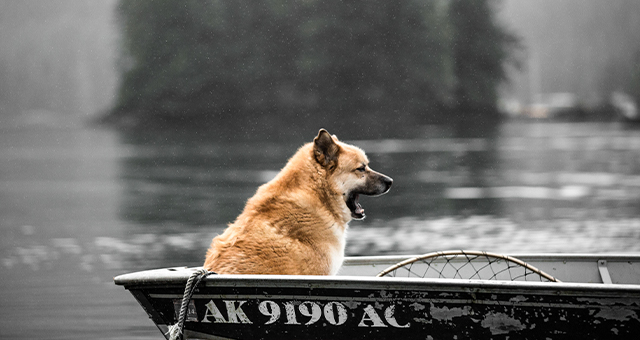 海と森と生きる術 (原題: Between Water And Wolves)の写真