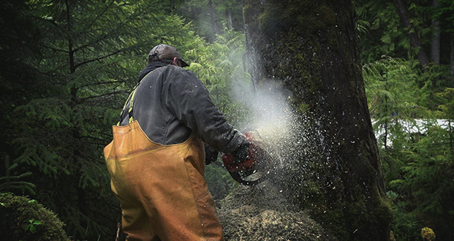 木 vs トラック (原題: Tree vs. Truck)の写真