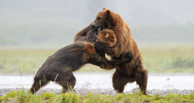 新大陸の猛者 (原題: Grizzly Bears, Guanacos, Beetles)の写真