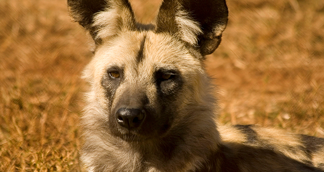 リカオン (原題: Wild Dogs)の写真