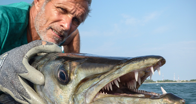 壮絶！オニカマスとの闘い (原題: Barracuda)の写真