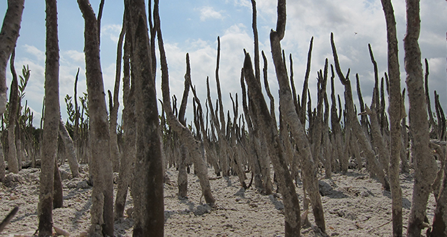 エヴァグレーズ国立公園 (原題: Everglades)の写真
