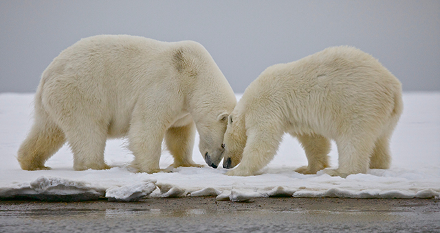 北極圏の扉 (原題: Gates of The Arctic)の写真