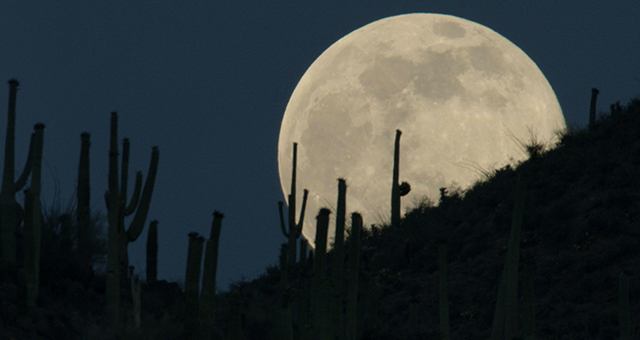 サワロ国立公園 (原題: Saguaro)の写真