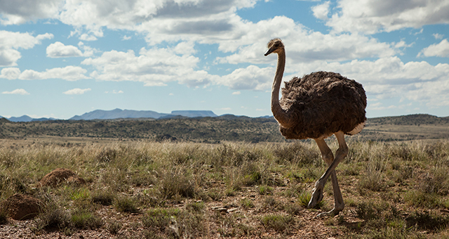 カラハリ砂漠の捕食者 (原題: Killers of The Kalahari)の写真