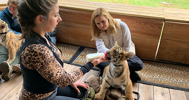 トラの密売 (原題: Tigers)の写真