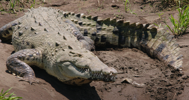 華麗なるテクニック 爬虫類 (原題: Reptiles)の写真