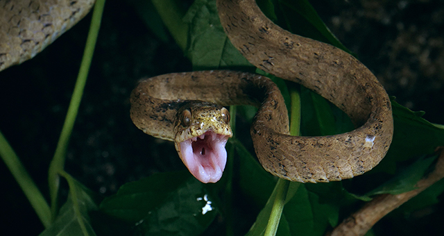 一撃必殺 ヘビ (原題: Snakes)の写真