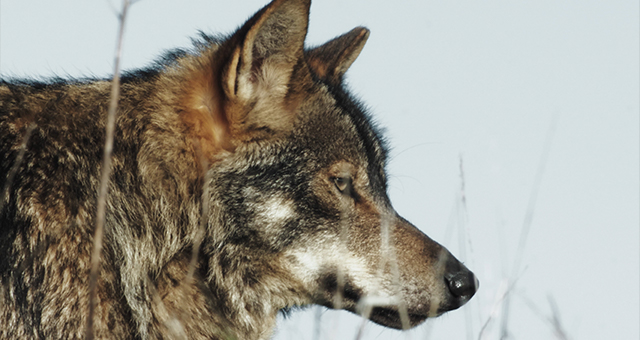 固い忠誠心 オオカミとジャッカル (原題: Wolves and Jackals)の写真