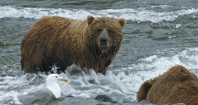 トップクラスの捕食者 クマ (原題: Bears)の写真