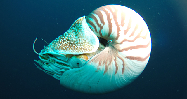 生きるか死ぬか (原題: Predator or Prey)の写真