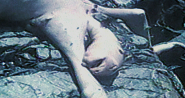モントークの怪物 (原題: Montauk Monster)の写真