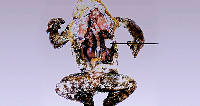 爆発するヒキガエル (原題: Exploding Toads)の写真