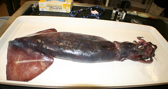 エイリアンの侵略 (原題: Alien Squid Invasion)の写真