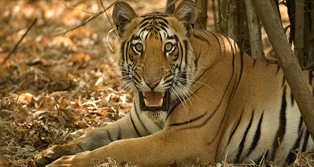 ノンフィクションの「ジャングルブック」 (原題: Tiger Jungles)の写真