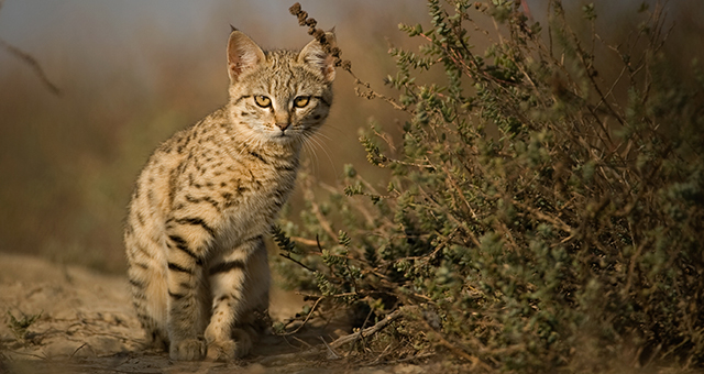 砂漠に生きるスペシャリスト (原題: Desert Lions)の写真