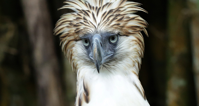 珍しい野生動物たち (原題: Wild Paradise)の写真