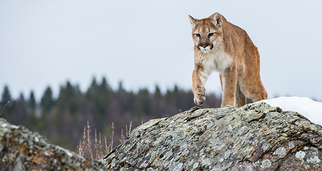 ピューマ vs オオツノヒツジ (原題: Mountain Lion vs. Bighorn)の写真