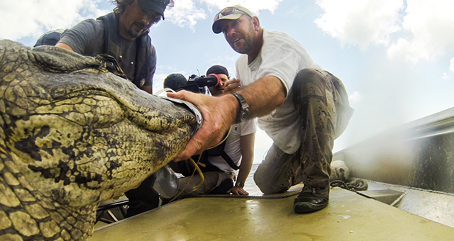 爬虫類の楽園 (原題: Gator Country)の写真