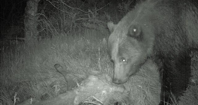 闇夜のグリズリー (原題: Night of The Grizzly)の写真