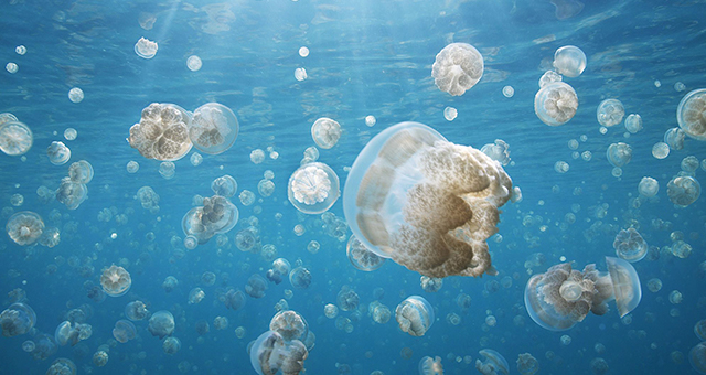 サイエンス (原題: Science of Great Migrations)の写真
