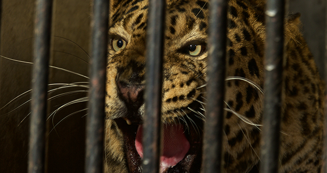 インドヒョウ：都会に行き場を求めて (原題: Leopards At The Door)の写真