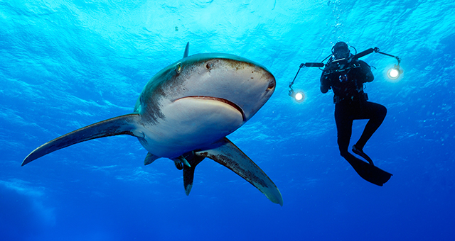 ホホジロザメ：新たな顔に迫る (原題: Sharks Under Attack)の写真