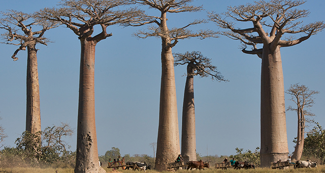 マダガスカルの幽霊 (原題: Ghosts of Madagascar)の写真