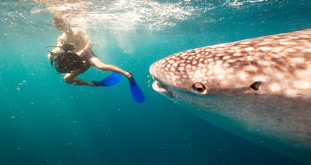 紅海の巨人 (原題: Giants of the Sea)の写真