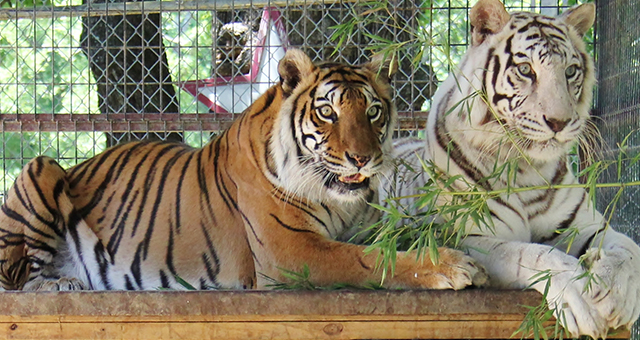 ホワイトタイガー：腹腔鏡手術 (原題: Tiger Emergency)の写真