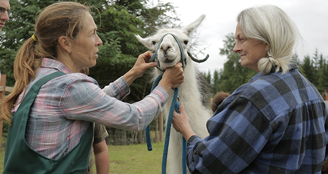 アルパカの幸せ (原題: Reindeer Rodeo)の写真