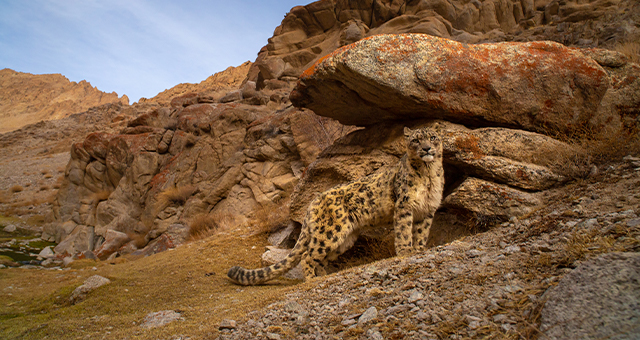 大型ネコ科の王国 (原題: Big Cat Kingdom)の写真