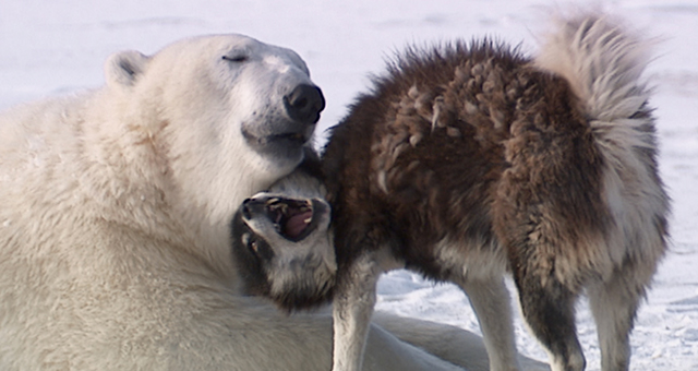イヌと野生動物の強い絆 (原題: Dogs Gone Wild)の写真