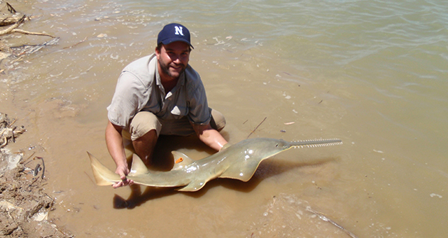 絶滅寸前！ノコギリエイ (原題: Sawfish)の写真