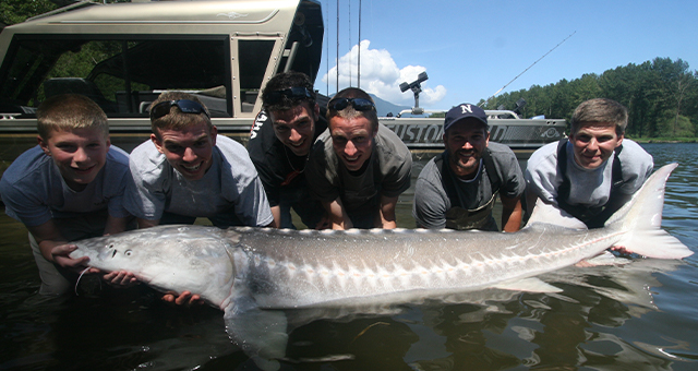 長寿！シロチョウザメ (原題: Great White Sturgeon)の写真