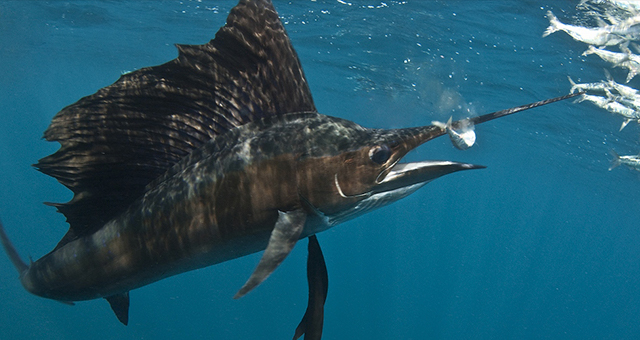 海のハンターたち (原題: Deep Water Death Match)の写真