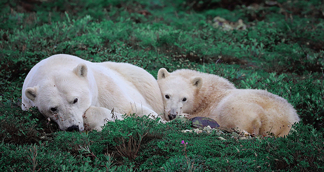 子グマの成長 (原題: The Cub's Journey)の写真