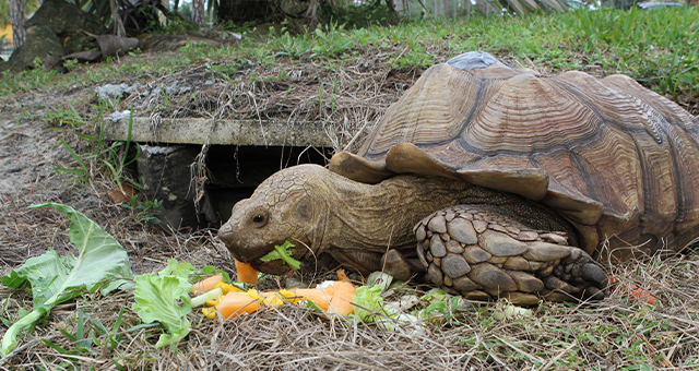 腐った卵？ケヅメリクガメを救え (原題: A Bad Case of Rotten Eggs)の写真