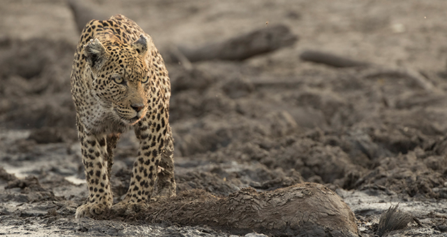 城を守るヒョウ (原題: Leopard's Rock)の写真