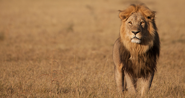 女王の苦悩 (原題: Mother of Lions)の写真