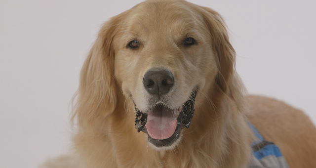 愛犬とのコミュニケーション (原題: Talk Doggy To Me)の写真