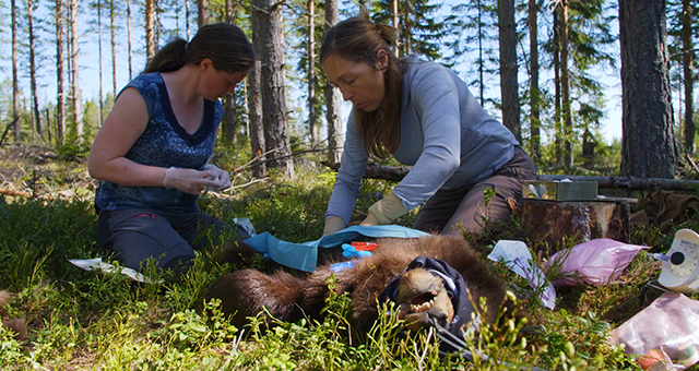 スウェーデンのクマ (原題: Swedish Bears)の写真