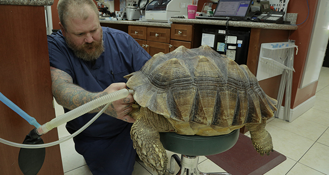 恋の病！ケヅメリクガメを救え (原題: Turtle-Necked)の写真